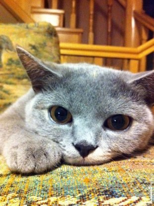 Кошечка Клеопатра