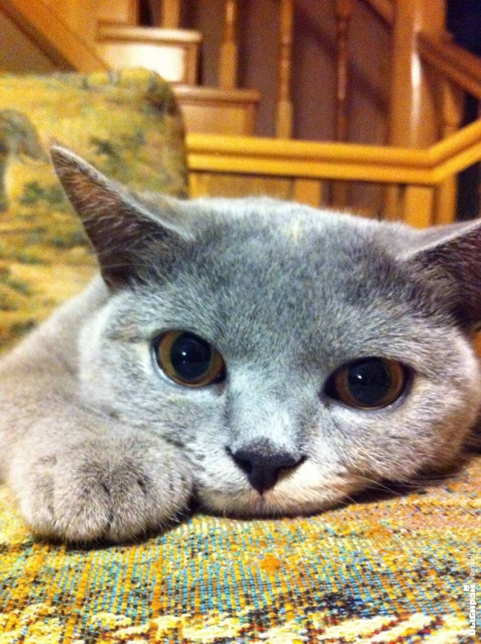 Кошечка Клеопатра