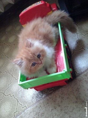 Котик Федор