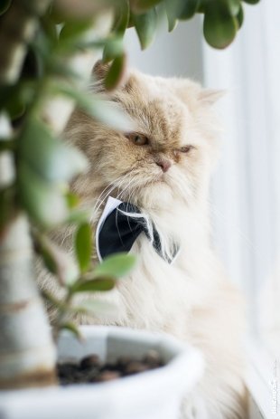 Котик Марс