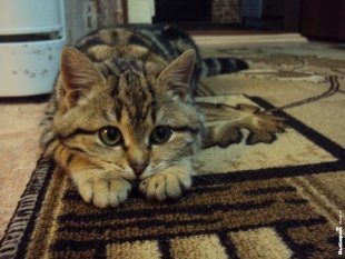 Кошечка Мартюша