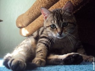Кошечка Мартюша