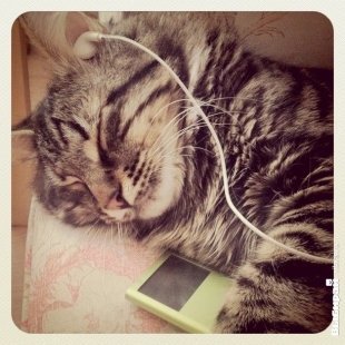 Кот Фабио