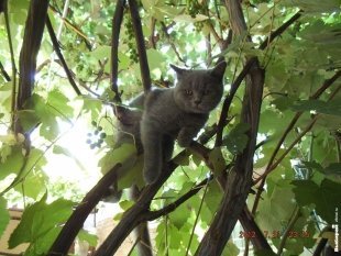 Кошечка по кличке Фантик