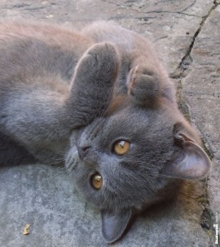 Кошечка по кличке Фантик