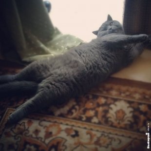 Кот по кличке Куки