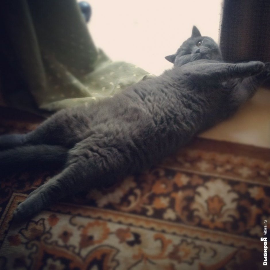 Кот по кличке Куки