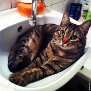 Котик Костик