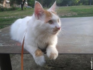 Котик Семен