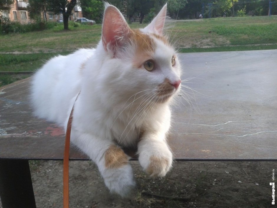 Котик Семен