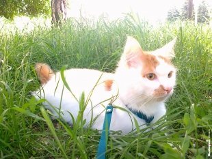 Котик Семен