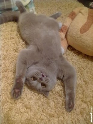 Кошечка Алиса