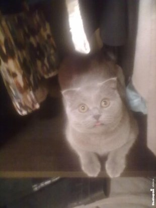 Кошечка Алиса