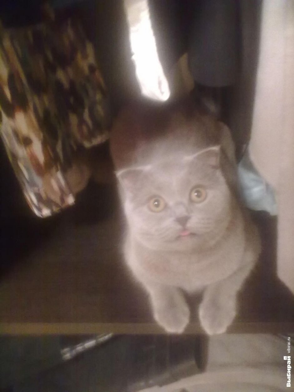 Кошечка Алиса