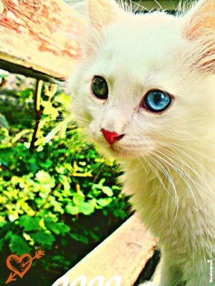 Котик Вася