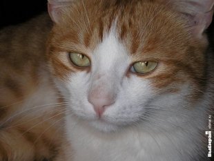 Коська