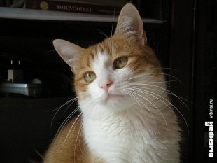 Коська