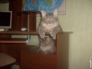 Муся и Маруся