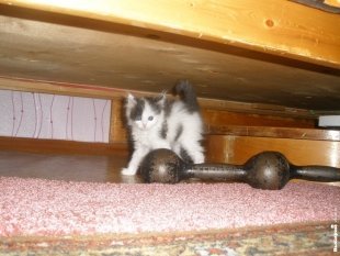Котик Веня