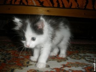Котик Веня