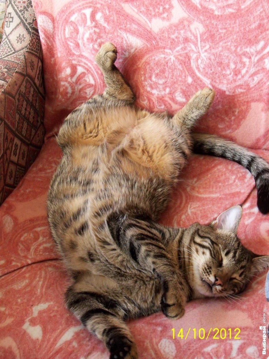 Котик Сироп