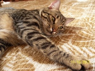 Котик Сироп