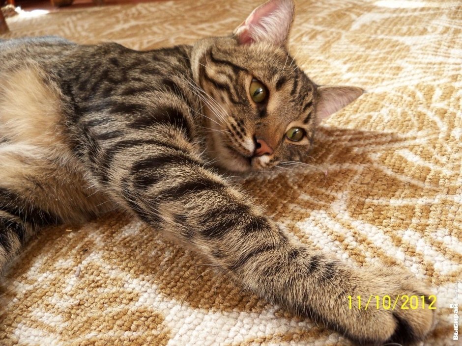Котик Сироп