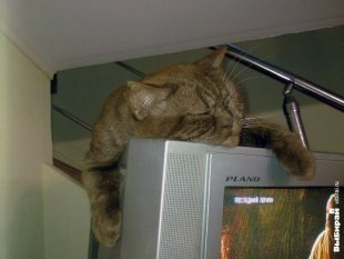 Котик Индиго