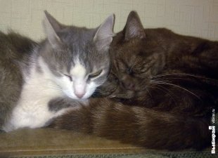 Котик Индиго
