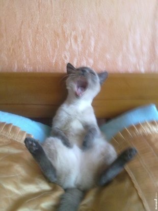 Кошка Алиса