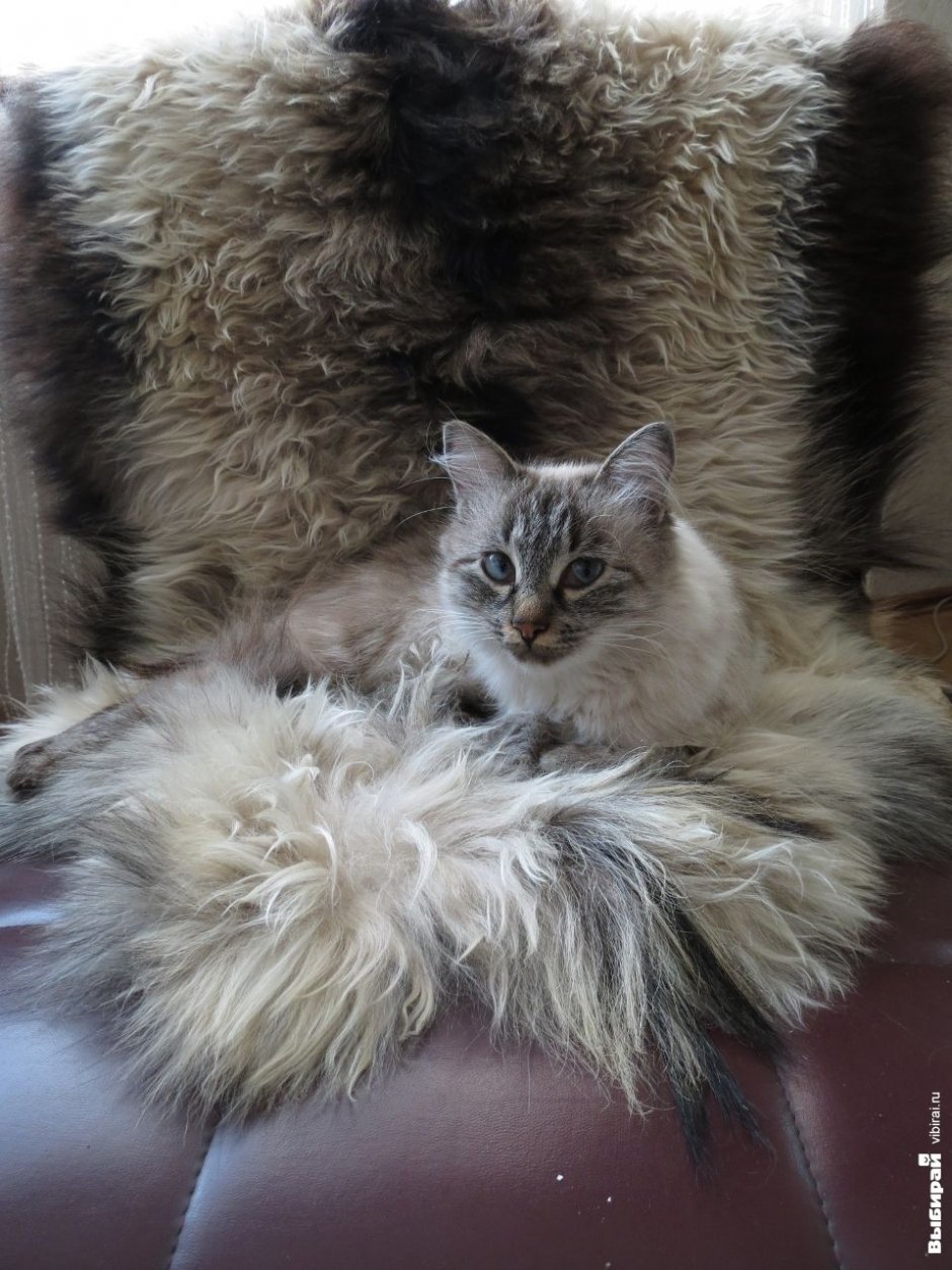 Кошка Марго