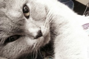 Кошка Люсьена