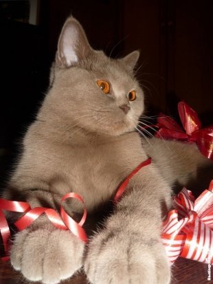 Кошка Люсьена