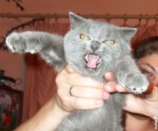 Кошка Люська