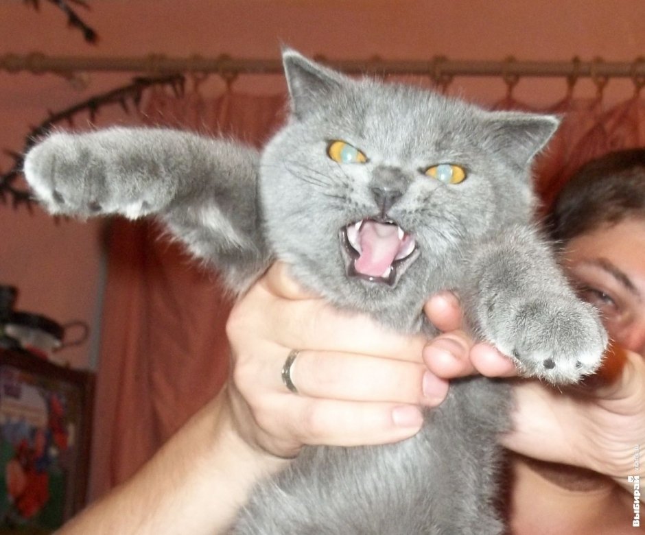 Кошка Люська