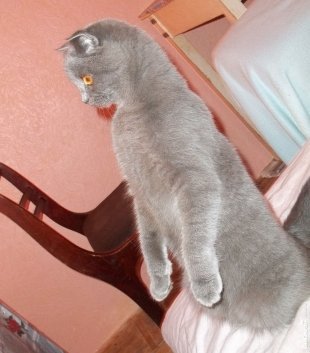 Кошка Люська