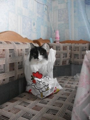 Кошка Буся, автор Валентина Рыбаченок
