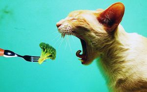 Съесть котенка или умереть?