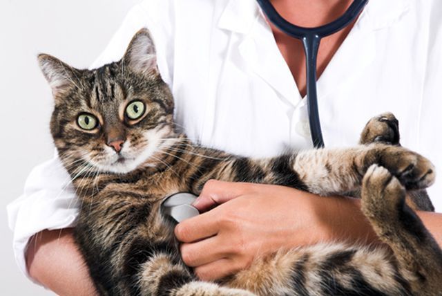 Международный день ветеринара. Говорят ли врачи на языке животных?