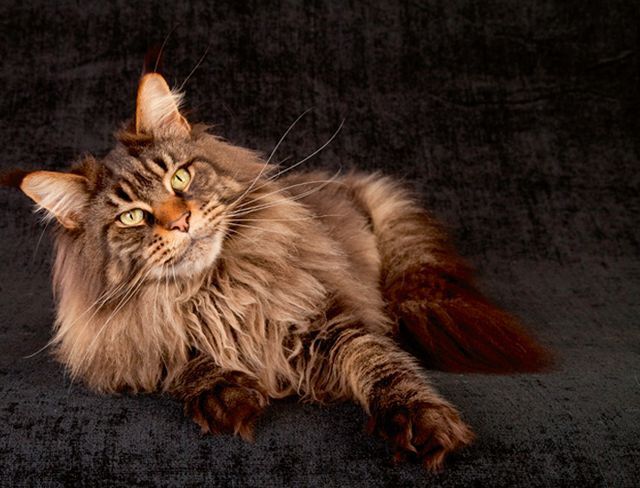 Самые дорогие породы кошек в Челябинской области