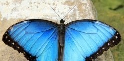 В ТЦ «Сувар Плаза» открылся парк тропических бабочек