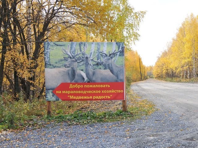 На Зюраткуле есть мараловодческое хозяйство «Медвежья радость». Бедные олени!