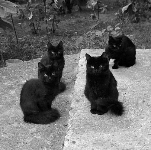 У нас отметят День черных котов