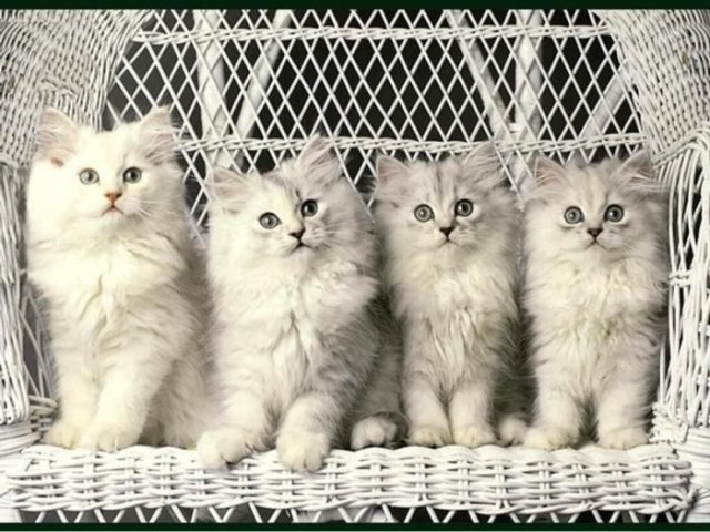 Скажите «мяу»: в Казани пройдет выставка кошек