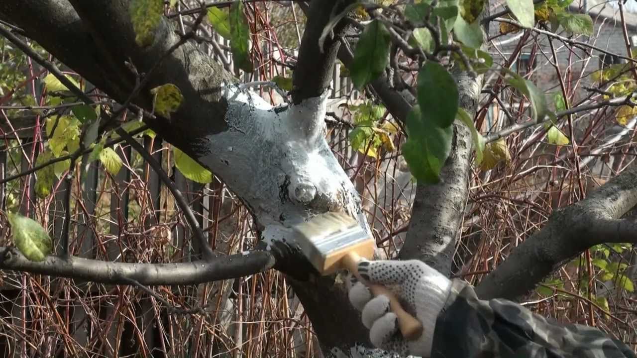 Штамб плодового дерева яблони. Подготовка плодовых деревьев к зиме. Подкормить яблоню в цветение. Обрезка груши. Парша монилиоз яблони.