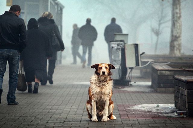 Благотворительный аукцион «Мы в ответе...»