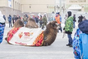 Олимпийский огонь в Челябинске: как факел Олимпиады путешествовал на верблюде