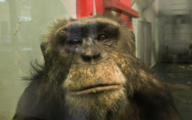 Самый старый шимпанзе в Екатеринбургском Зоопарке Джонни празднует День рождения