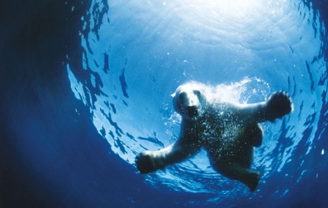 «Земля медведей» (Terre des ours)