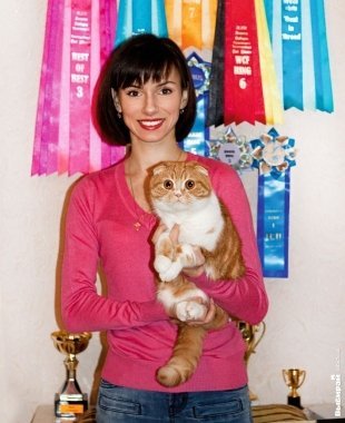 Анна, 25 лет, индивидуальный предприниматель: «Вислоухая шотландская кошка Юсанна. Грызет ленты от своих наград за победы в выставках».